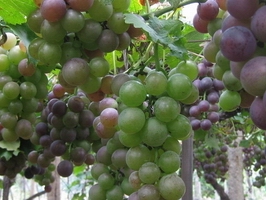 點(diǎn)擊查看詳細(xì)