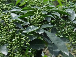 點(diǎn)擊查看詳細(xì)